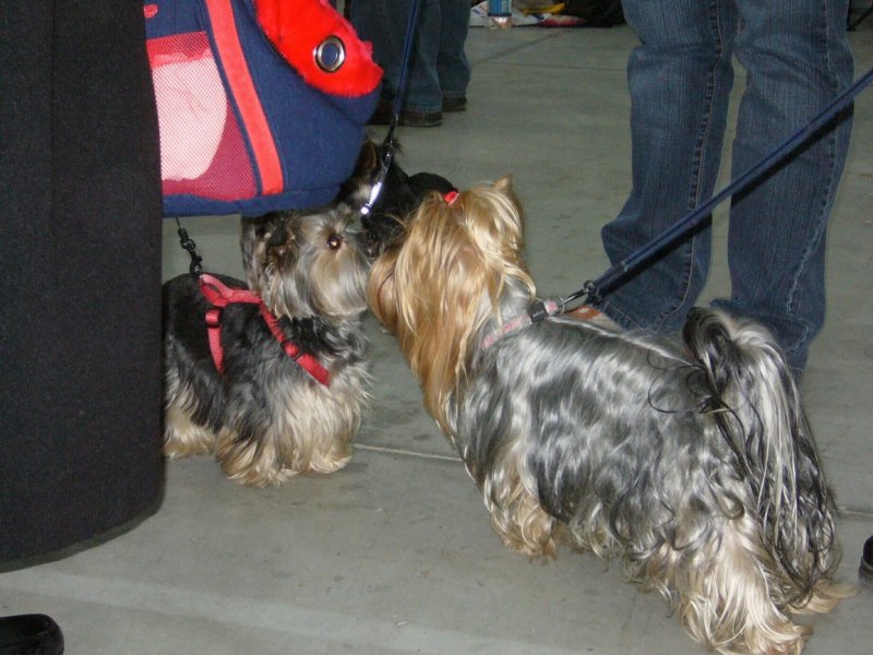Yorkshire Terrier