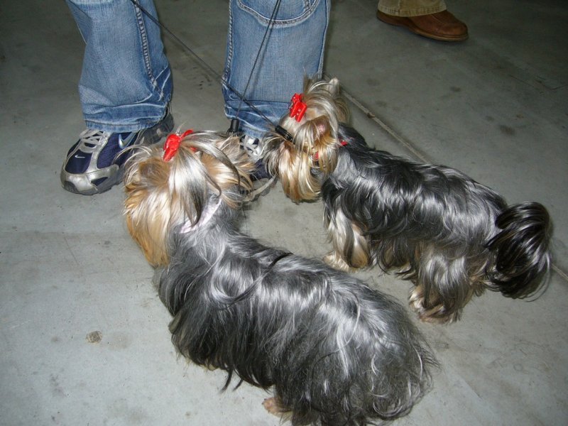 Yorkshire Terrier