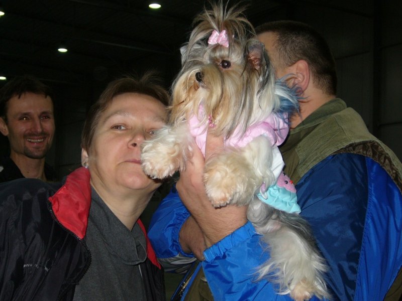 Yorkshire Terrier