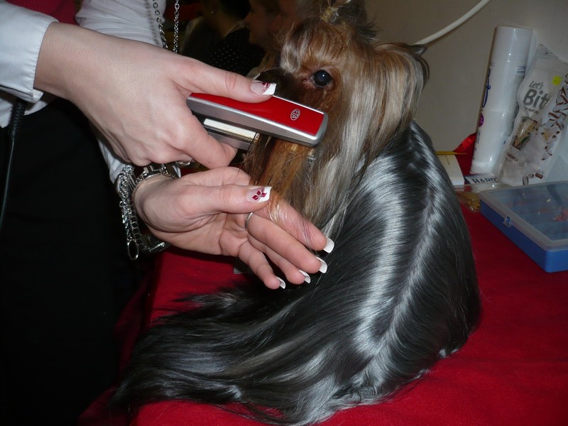 Yorkshire Terrier