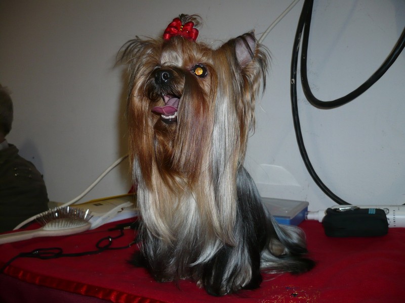 Yorkshire Terrier