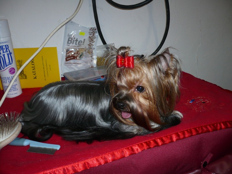 Yorkshire Terrier