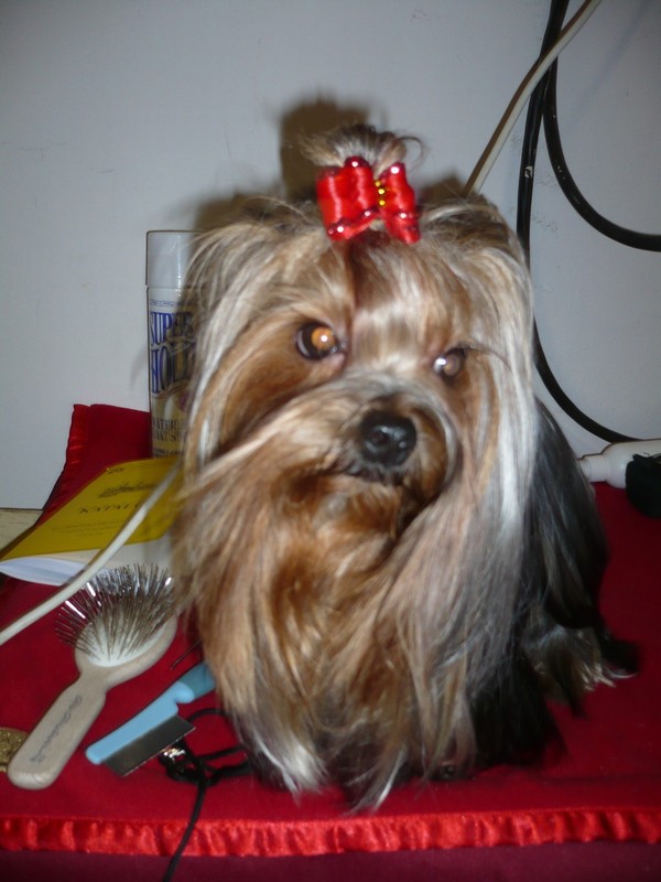 Yorkshire Terrier