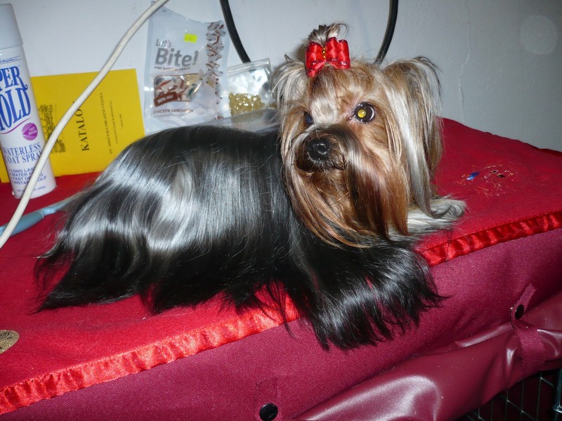 Yorkshire Terrier