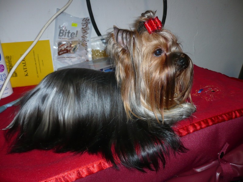 Yorkshire Terrier