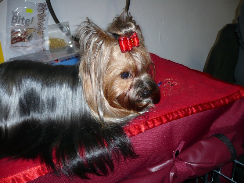 Yorkshire Terrier
