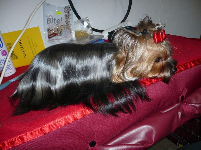 Yorkshire Terrier