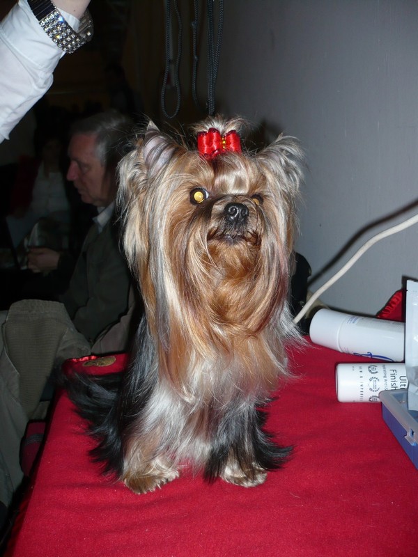 Yorkshire Terrier