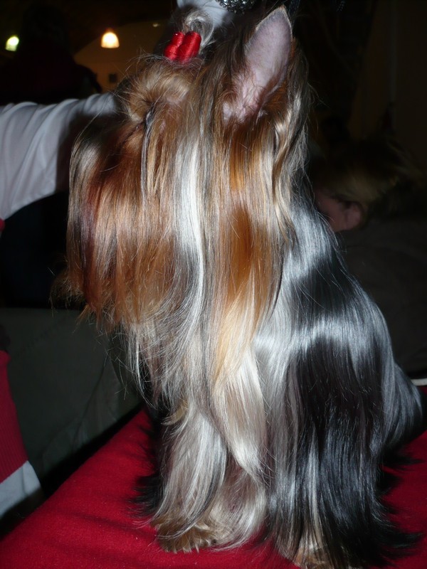 Yorkshire Terrier