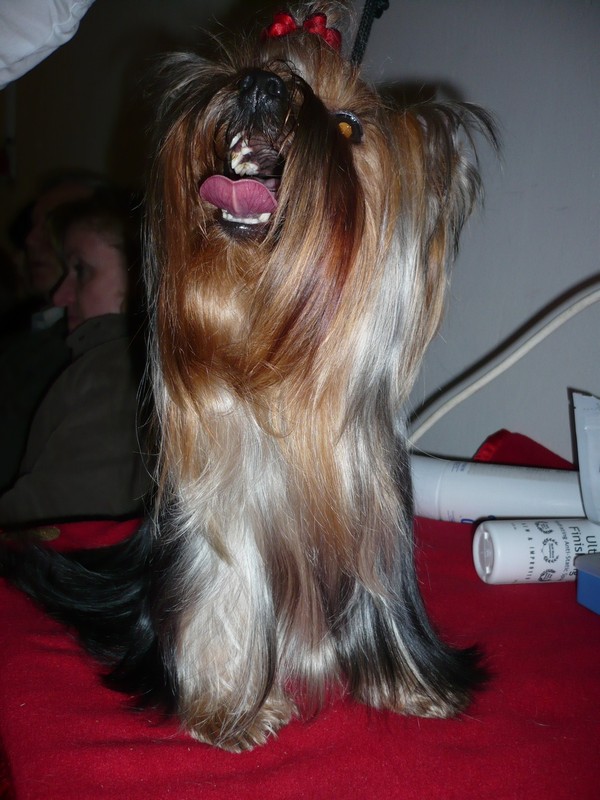 Yorkshire Terrier