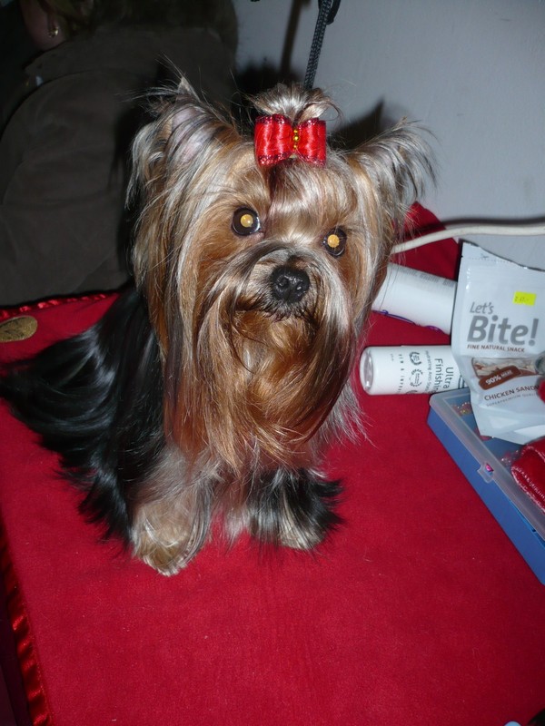 Yorkshire Terrier