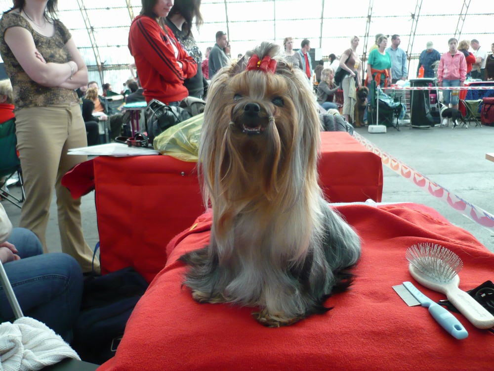 Yorkshire Terrier