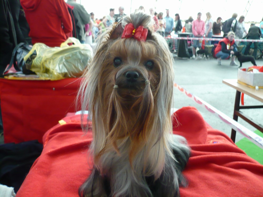 Yorkshire Terrier