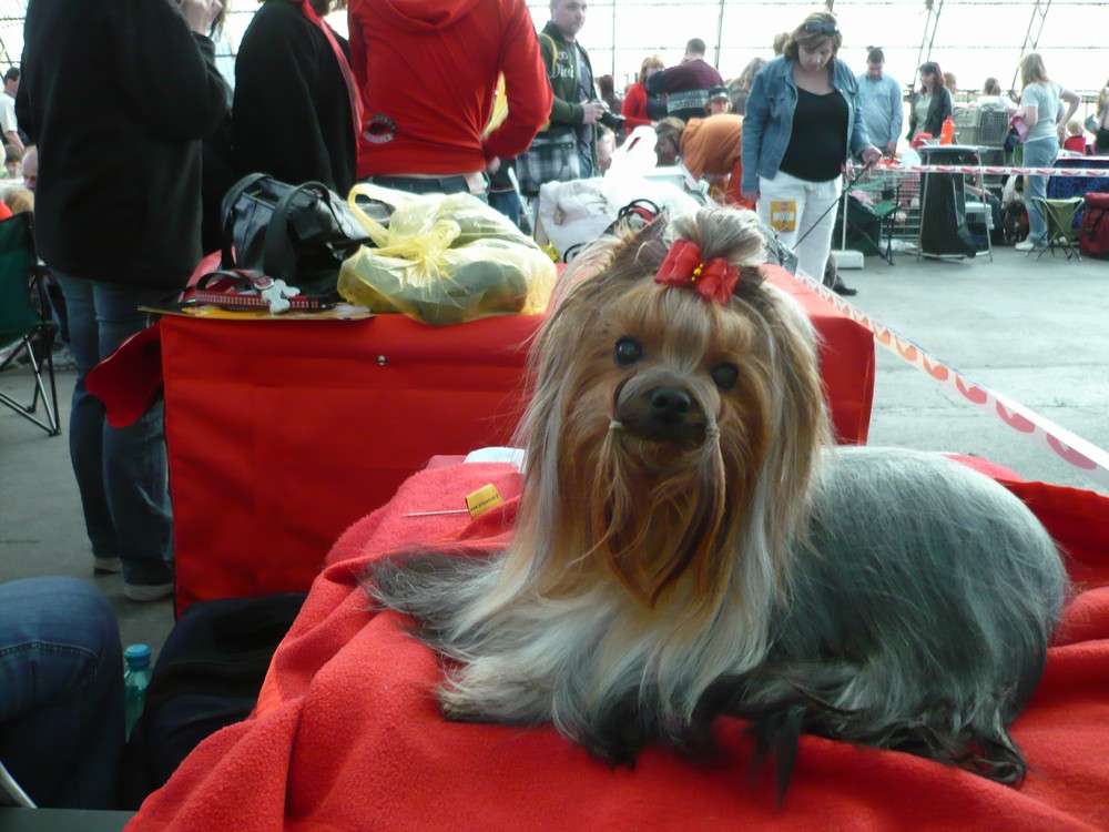 Yorkshire Terrier