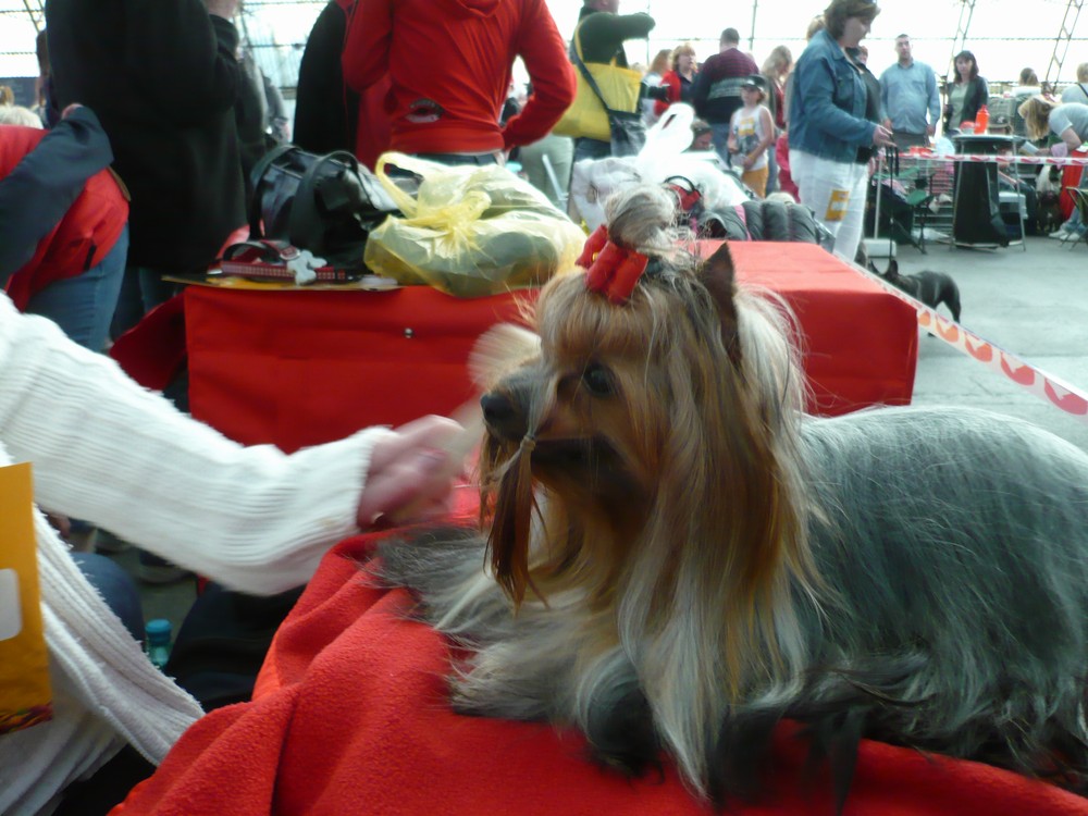 Yorkshire Terrier