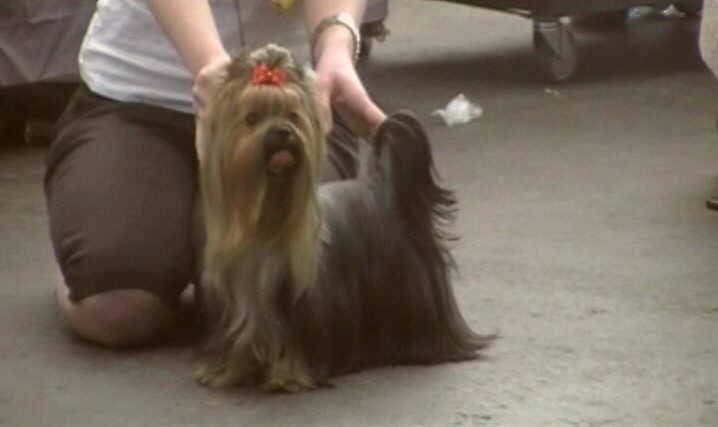 Yorkshire Terrier