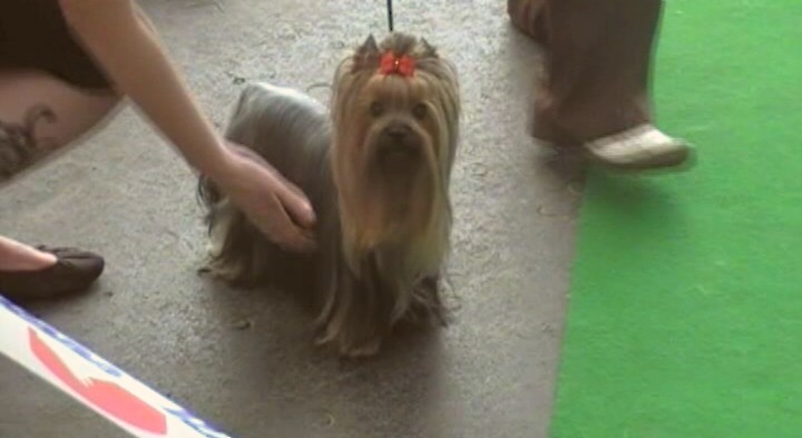 Yorkshire Terrier