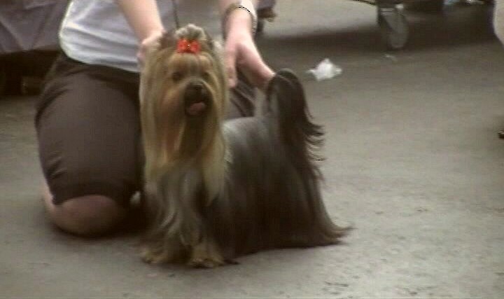 Yorkshire Terrier