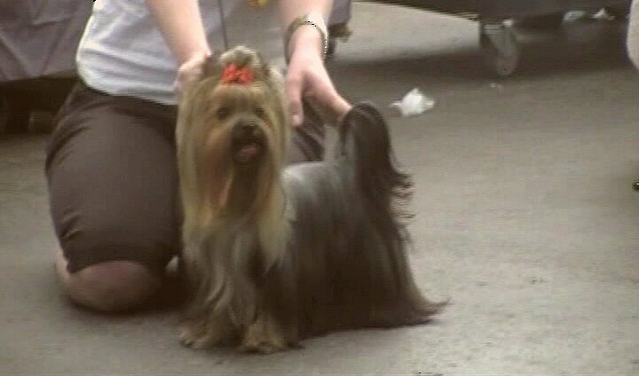 Yorkshire Terrier