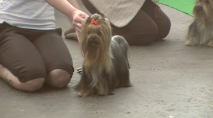 Yorkshire Terrier