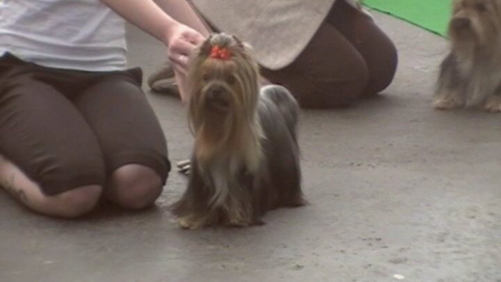 Yorkshire Terrier