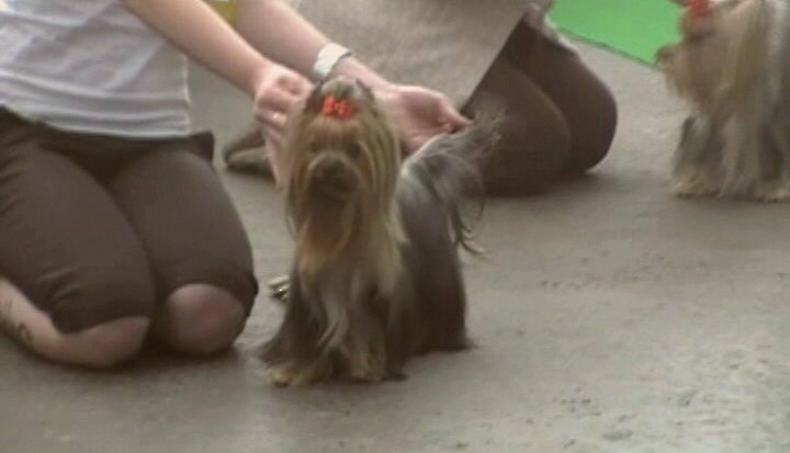 Yorkshire Terrier