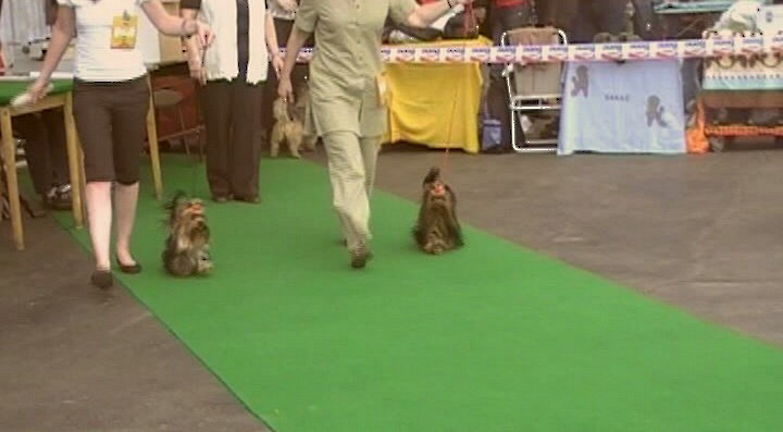 Yorkshire Terrier