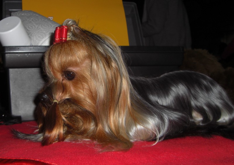 Yorkshire Terrier