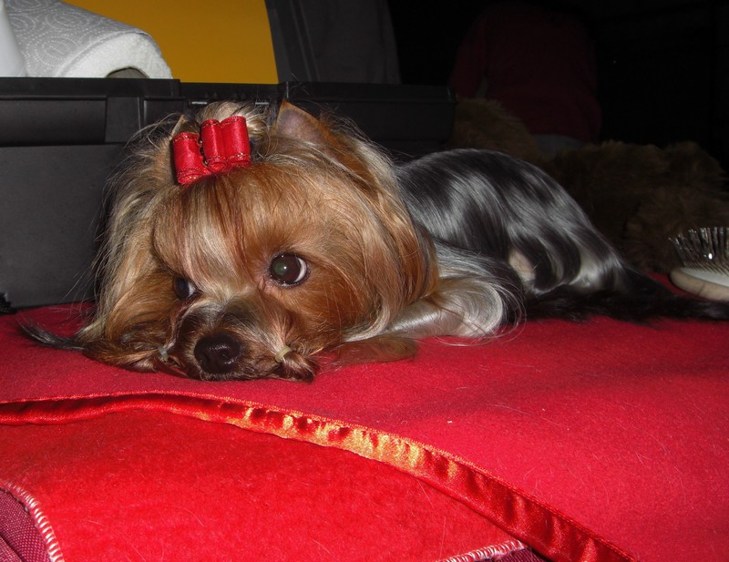 Yorkshire Terrier