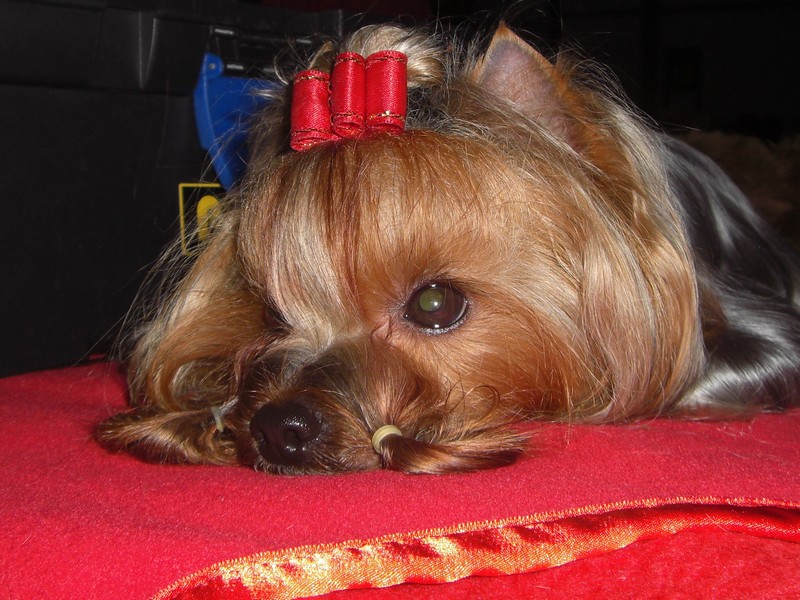 Yorkshire Terrier