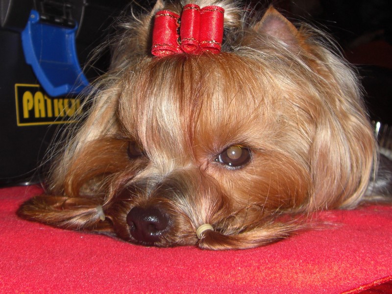 Yorkshire Terrier