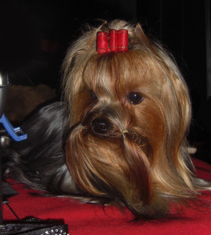 Yorkshire Terrier