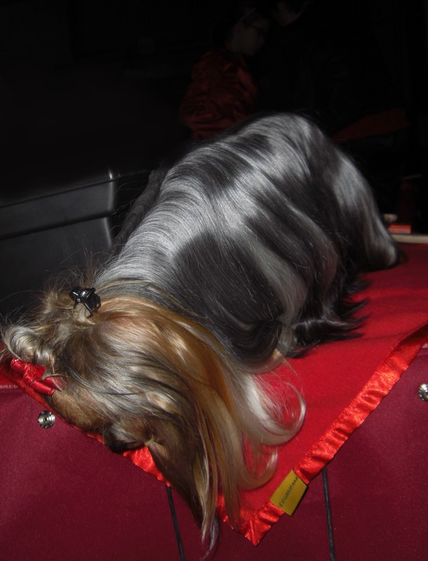 Yorkshire Terrier