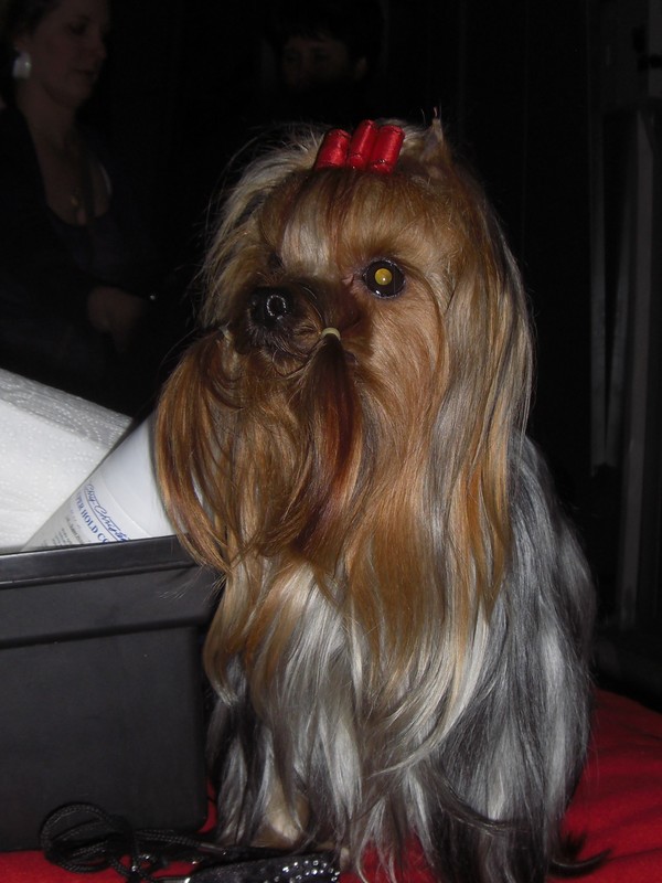 Yorkshire Terrier