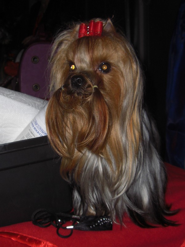 Yorkshire Terrier