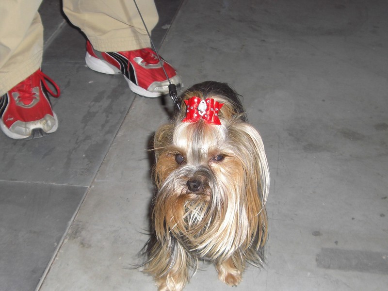 Yorkshire Terrier