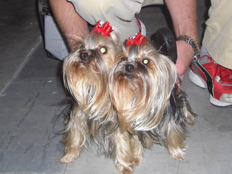 Yorkshire Terrier