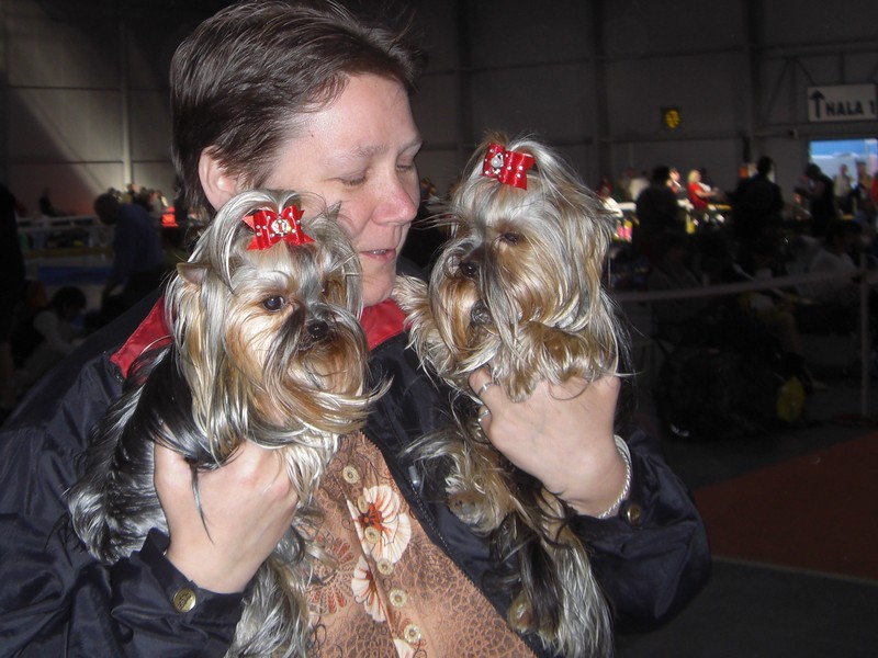 Yorkshire Terrier