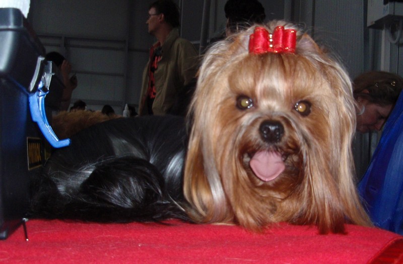 Yorkshire Terrier