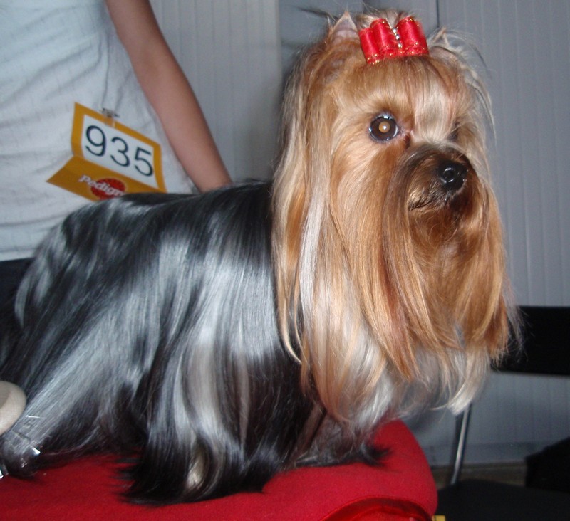 Yorkshire Terrier