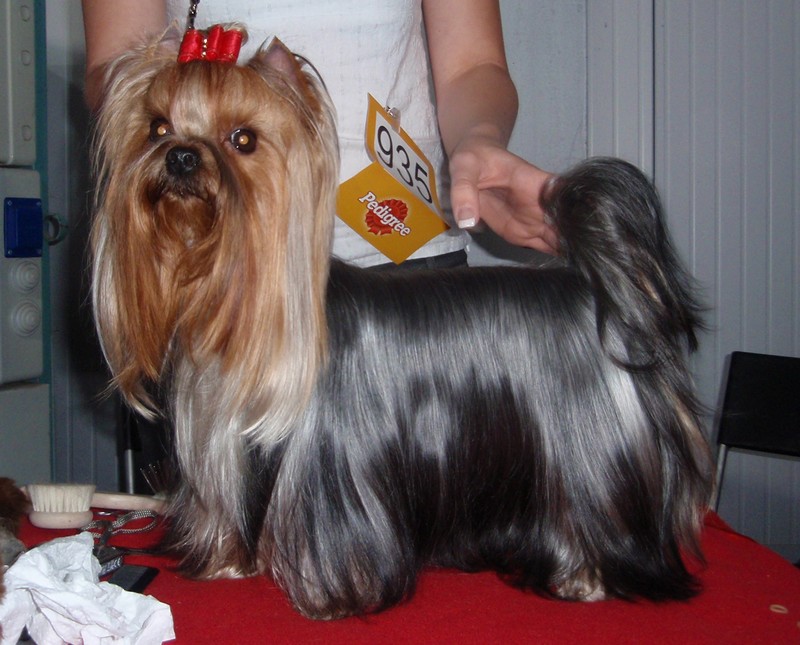 Yorkshire Terrier