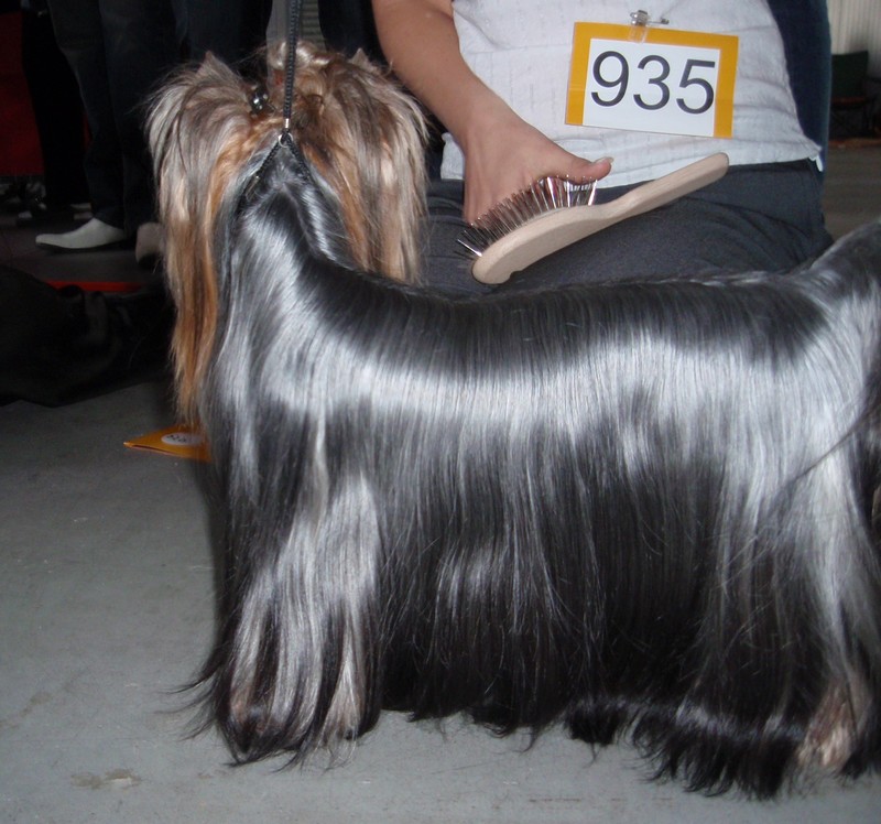 Yorkshire Terrier