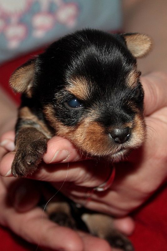 Yorkshire Terrier
