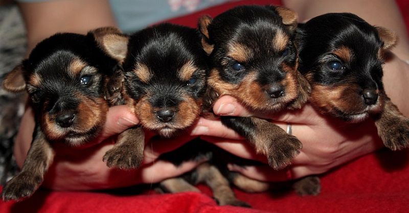 Yorkshire Terrier