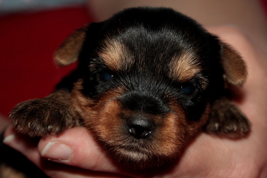 Yorkshire Terrier