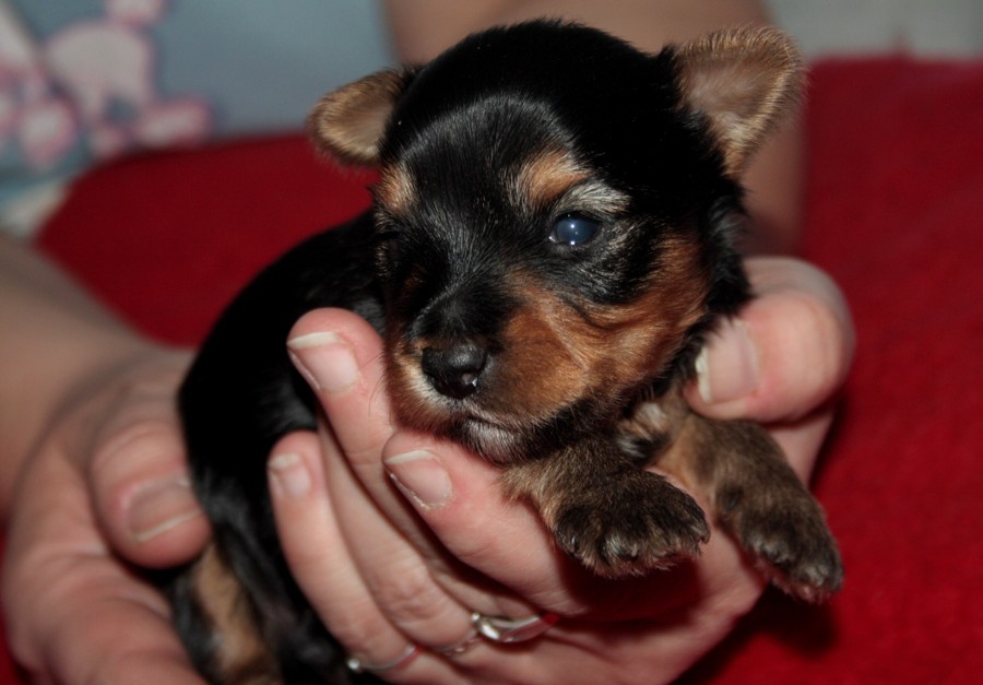 Yorkshire Terrier