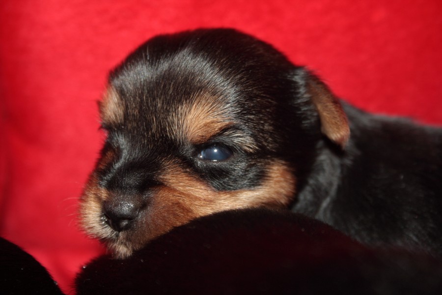 Yorkshire Terrier
