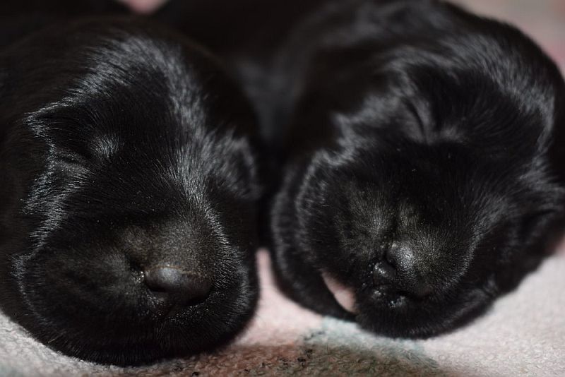 puppies