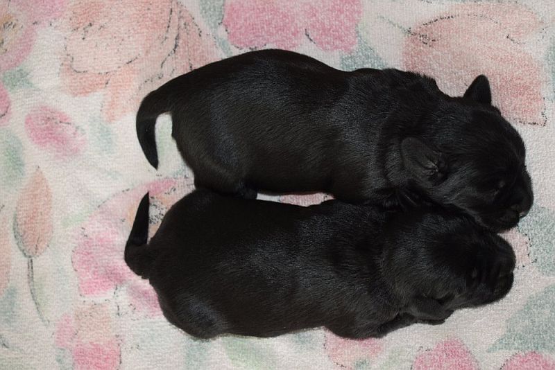 puppies