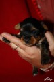 Litter A - 2
